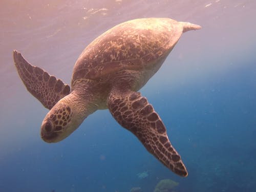 ふらっとウミガメと泳ぐことも!