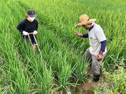 昨年のボランティア型インターンシップの様子