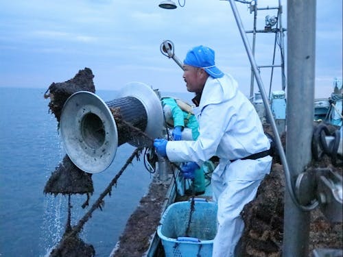 荒海ホタテ