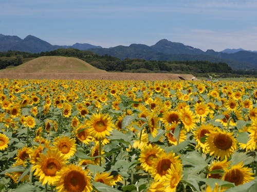 西都原古墳群には、県内外から多くの観光客が訪れます。