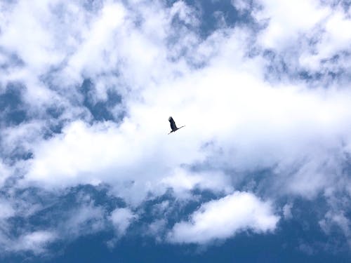 特別天然記念物の“コウノトリ”に出逢えたらラッキー！「何かいいことあるかも♪」