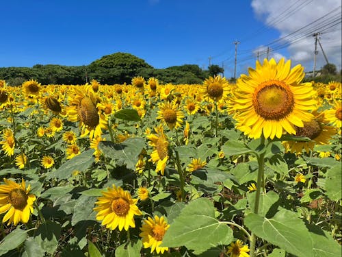 夏にはひまわり畑も!