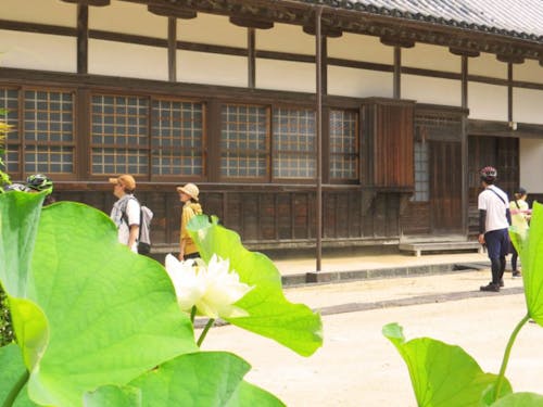 西圓寺「青蓮」