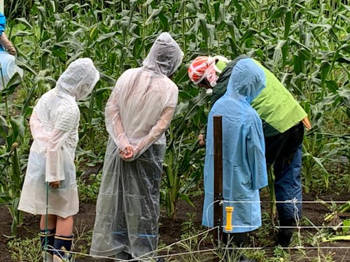 雨の中でも収穫体験!とうもろこしをたくさんとったよ!