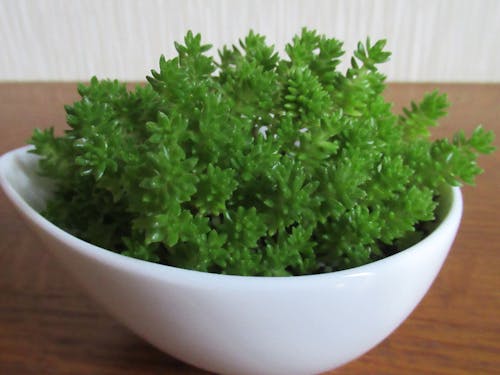 ただの雑草も捉え方次第!足元には資源がたくさんあります!