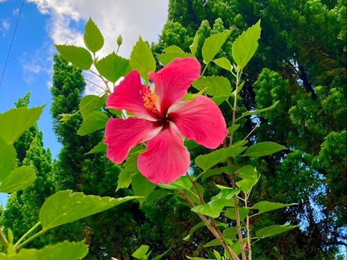 ハイビスカスもいたるところに