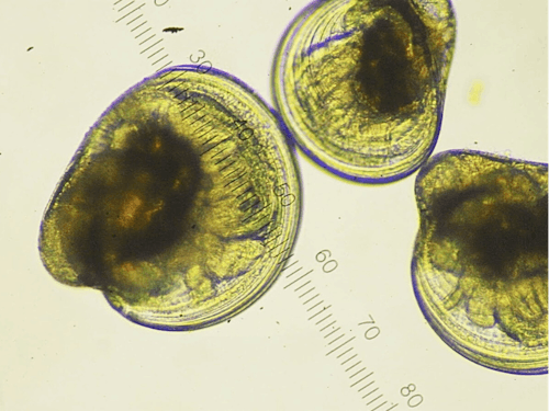 いわがきの幼生