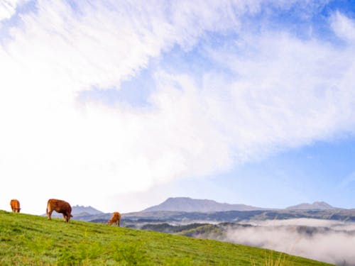 守りたい景観の一つ、草原とあか牛
