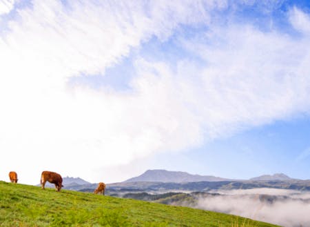 守りたい景観の一つ、草原とあか牛