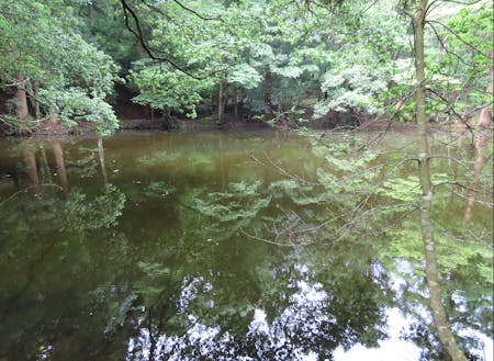 森の中央にある朱雀池