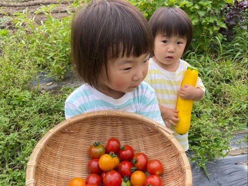 採れたてトマト