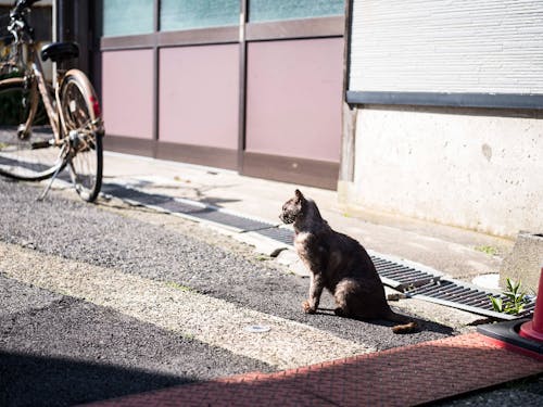 近くに漁協があるので、猫もいっぱい