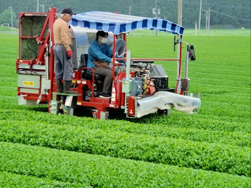 農家さんと一緒に茶摘み体験