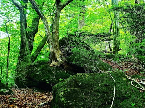 ジブリのような世界が広がる栗野岳