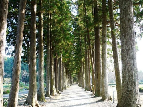 眼目山立山寺「とが並木」(上市町)