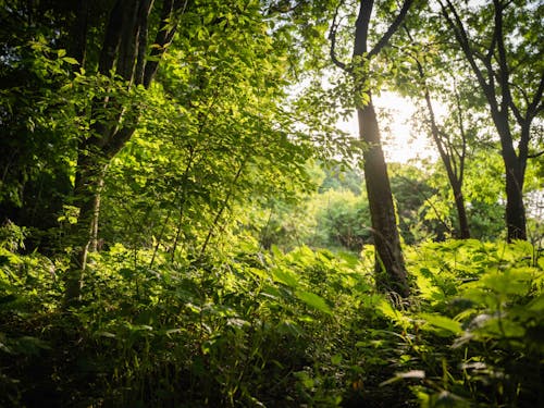 面積の8割以上が森林の伊那市、地域材を使ったワークショップを楽しんでください!