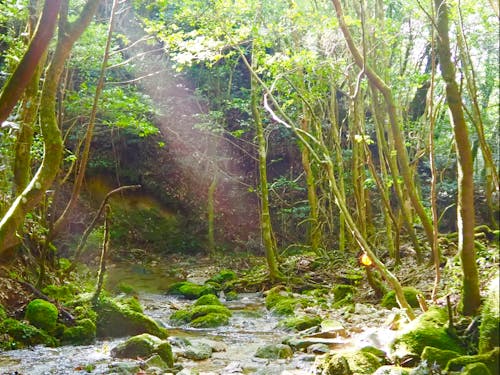 西日本最大級の照葉樹の森(国指定天然記念物)
