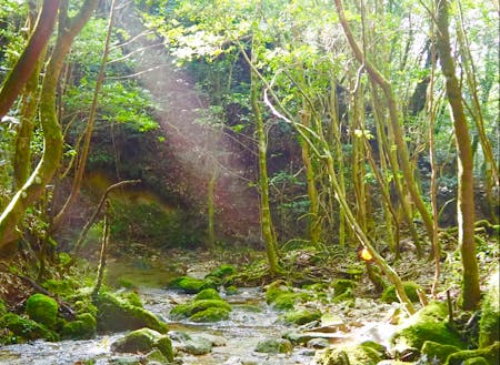 西日本最大級の照葉樹の森（国指定天然記念物）