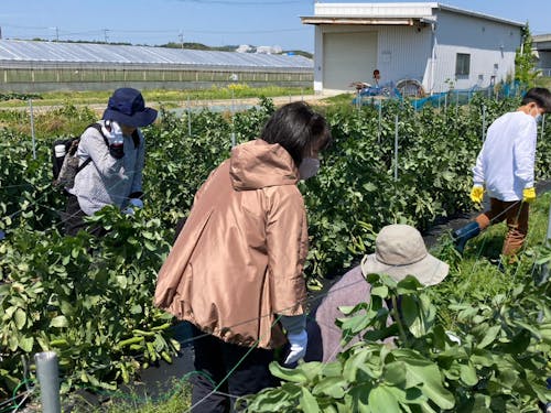 いつでも農業体験!インターンや長期でも働けます!