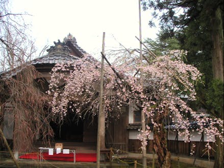 城端別院善徳寺のしだれ桜