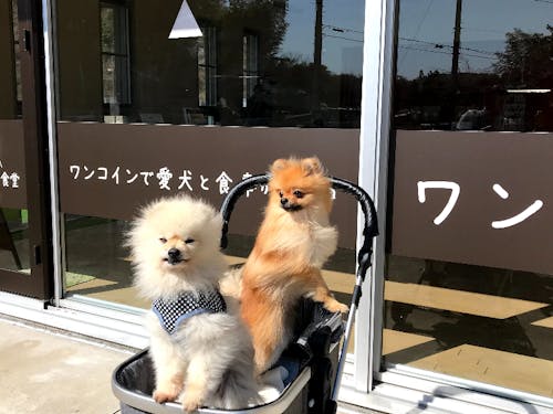 ワンコin食堂に来たワンコ達