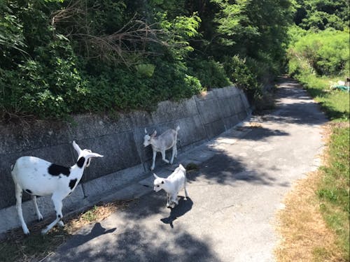 沖縄ならではののんびりした風景が魅力!!