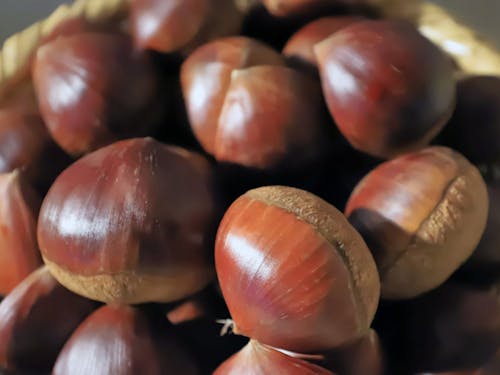 京丹波町大きな美味しい丹波栗