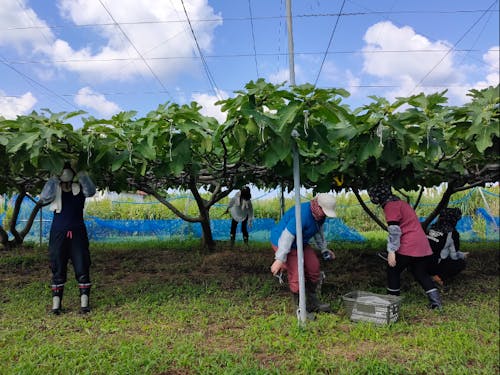 多伎いちじく盛り上げ隊(出雲市多伎町)