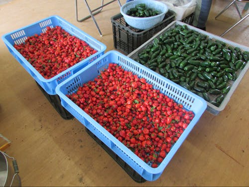 自分で栽培した農作物は一味違う!