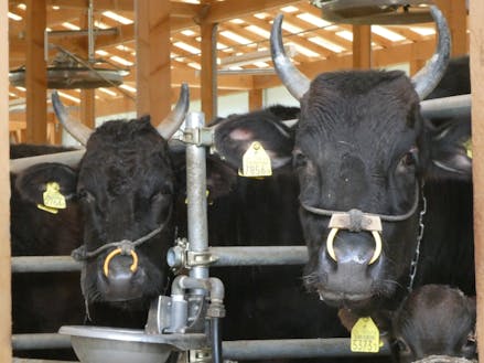 日本の黒毛和牛のルーツ但馬牛