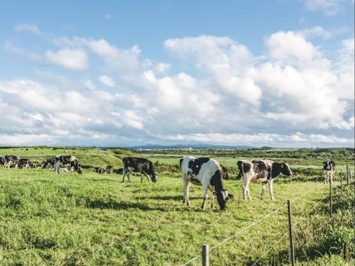 広大な土地を最大限に活用した村営牧場での放牧の様子。