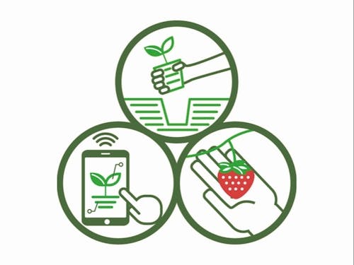 定植、収穫、およびデータ管理は人の手で行います。