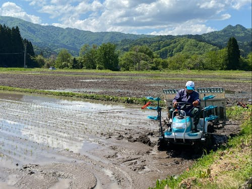 橋の部分を最後に植え付けながら田んぼから出ます。