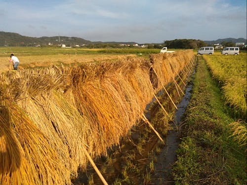 稲刈り後のはざ掛けの様子。農業に興味ある方も是非!