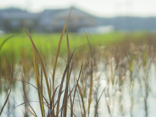 今年、田植えをした古代米