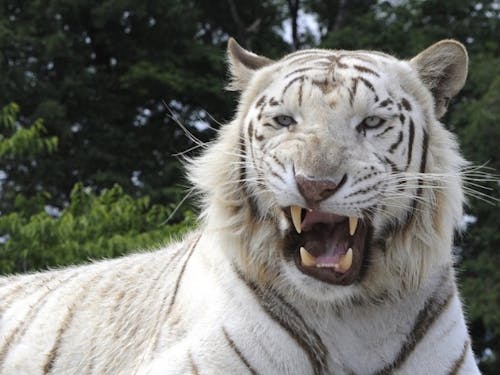 県内唯一の動物園「いしかわ動物園」は丘陵地にあります