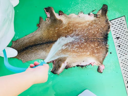 搬入された鹿の「皮」もなめし業者へ納品し活用しています