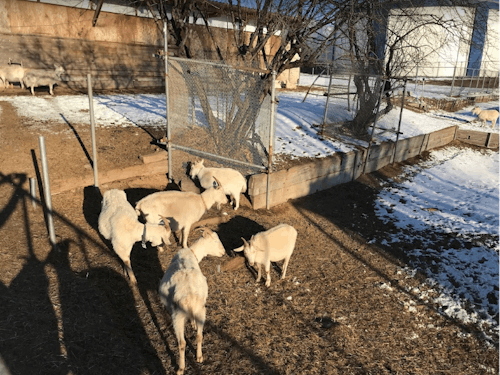 通勤時に会えるヤギ、癒しです♪