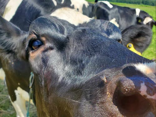 愛くるしい牛の表情