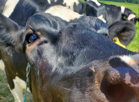 愛くるしい牛の表情