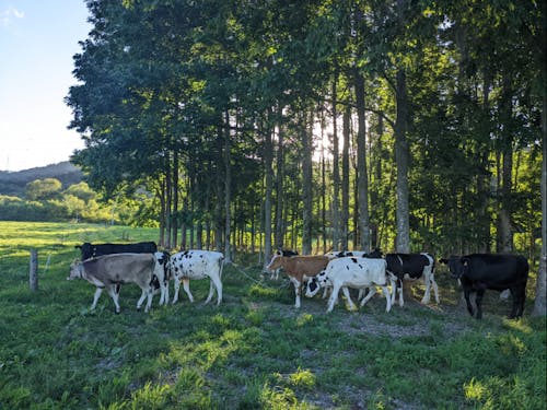 木陰で涼む放牧牛たち