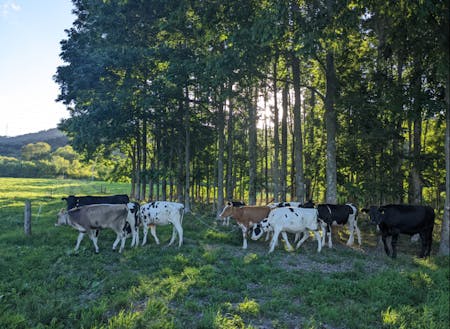 木陰で涼む放牧牛たち