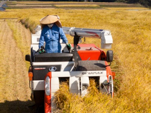 実りの秋。美味しいお米の収穫作業です。