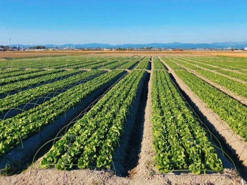 すず農園で作られるレタス