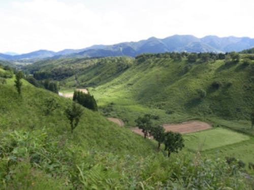 サクラソウ自生地