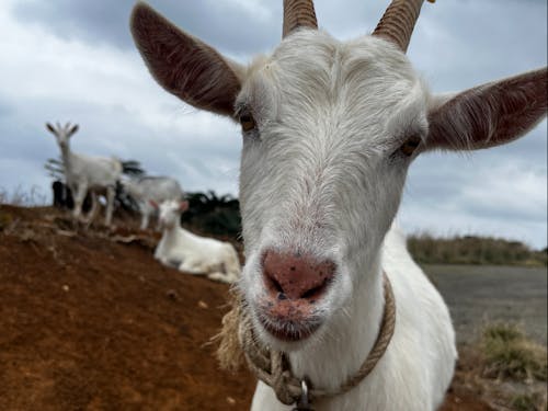島は色々なところにヤギが現れます。