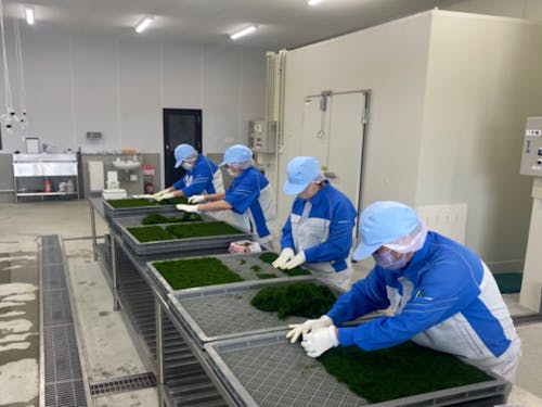 清潔な作業場で作業を行うマリンバイオさん