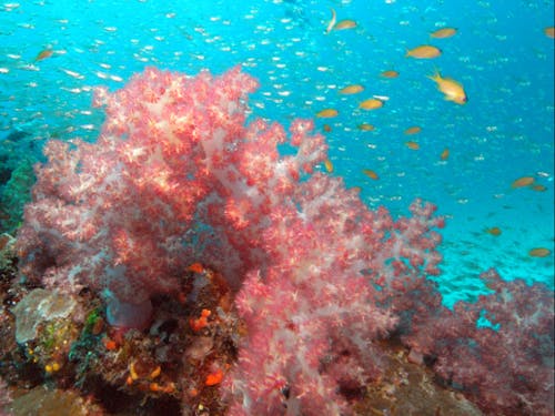 「ひむか遊パークうみウララ」は、ダイビング、シーカヤック等のマリンアクティビティが満載のエリアです。