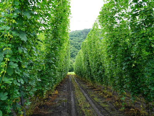 7月のホップ畑
