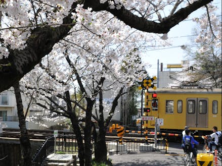 桜とガチャコン２。線路沿いに桜が多いです。